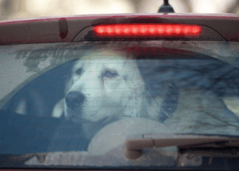 Let goed op: zie jij een hond in een snikhete auto? Dit is wat je dan moet doen!