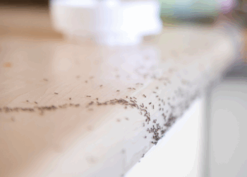 Met dit goedkope huismiddeltje verdwijnen insecten binnen een paar minuten