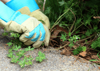 Oma’s trucje laat onkruid als sneeuw voor de zon verdwijnen – en zó simpel