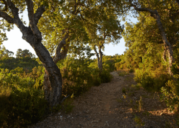 Ook vermiste Nederlandse man dood gevonden in Frankijk: wat is er gebeurd?