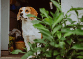 Pas op met deze alledaagse planten in huis — ze kunnen je hond in levensgevaar brengen