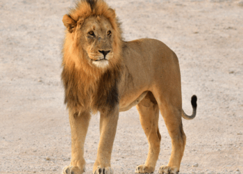 Rijke zakenman om het leven gekomen door leeuw tijdens safari in Namibië: “Hij werd zomaar aangevallen”