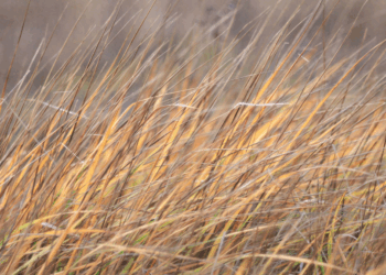 Uitzonderlijk droge lentemaanden: op één na laagste neerslaghoeveelheid uit de geschiedenis