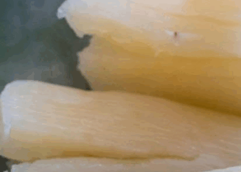 Jaarlijks sterven honderden mensen door dit voedsel, maar miljoenen Nederlanders blijven het eten