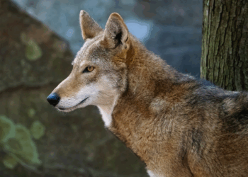 Besluit valt: ‘probleemwolf’ Bram die vrouw beet op landgoed mag worden afgemaakt