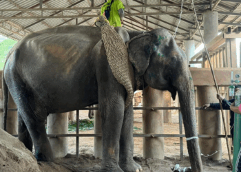 Deze olifant zat 85 jaar vastgeketend – probeer je tranen maar eens te bedwingen als je ziet hoe ze reageert na haar redding