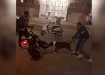 Deze pitbull schrok van een fatbike die voorbij raasde… en beet toe