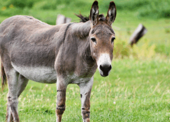 Ezel overleden na brute mishandeling op kinderboerderij in Hulst