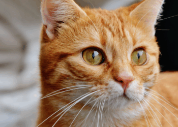 Hartverscheurend: Baasjes gaan 4 weken op vakantie dus sluiten kat op in de meterkast