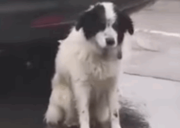 Deze trouwe hond stond te wachten op zijn baasje, maar je gelooft nooit wat er toen gebeurde..