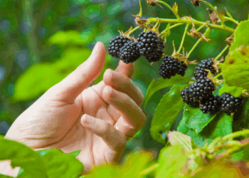 Let op: wie nu bramen plukt, loopt risico op deze gevaarlijke parasiet