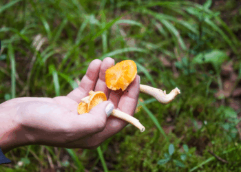 Mag je zomaar wildplukken in Nederland? Dit zegt de wet en zoveel kan het je kosten