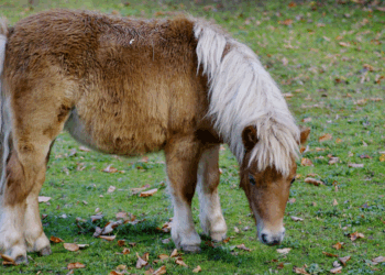 Man misbruikte pony 8 keer in wei Amstelveen
