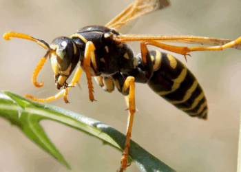 Met dit simpele middeltje uit je keuken heb je nooit meer last van wespen