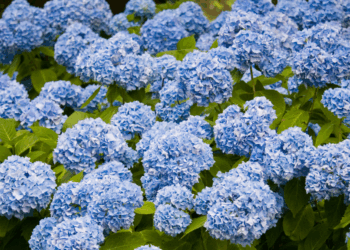 Met één simpel huismiddeltje bloeit je hortensia als nooit tevoren