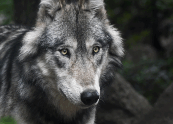 Onderzoek: verliezen wolven in de dichtbevolkte gebieden hun angst voor mensen?