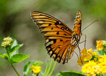 Tiener (14) sterft na het ‘inspuiten van vlinder’ in virale challenge op het internet