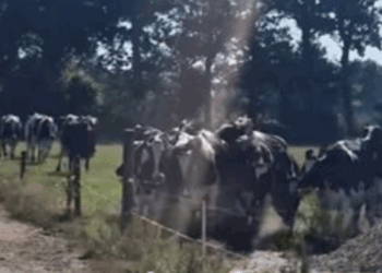 Boer flipt hem volledig door legerhelikopters: “Ga ergens anders oorlogje spelen dan boven mijn koeien”