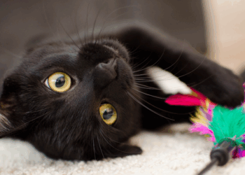 Dit is waarom zwarte katten minder geliefd zijn en asiels er vol mee zitten