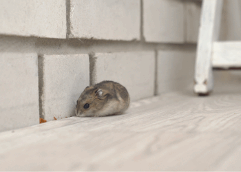 Een handje vol met deze specerijen houden muizen en ratten voorgoed uit je huis