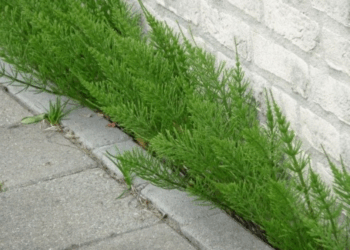 Hovenier onthult: “Met dit simpele trucje ben je zo af van dat vervelende heermoes in je tuin”