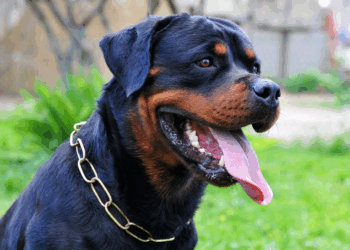 Jongen (9) doodgebeten door Rottweiler in eigen huis: vader steekt hond neer