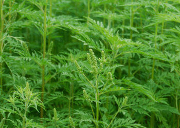 Let goed op: kom je deze plant tegen? Blijf daar dan ver van uit de buurt!”