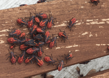 Let op! Dit zijn de kleine rode beestjes in jouw tuin die je overal ziet en zo kom je er vanaf