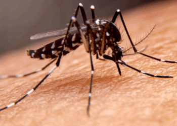 Opnieuw verspreidt virus zich vanuit China: experts noemen het virus “zeer zorgwekkend”