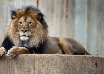 Schokkend: dierentuin vraagt om huisdieren en paarden als voer voor roofdieren