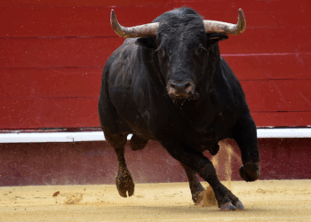 Tragisch einde bij stierenrennen in Spanje: 68-jarige man komt vast te zitten en ontsnapt niet meer