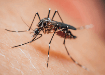 Tropisch en dodelijk virus grijpt razendsnel om zich heen in Italië: “Al dertien doden gemeld”