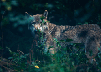 Weer een hond aangevallen door een wolf: zóveel aanvallen zijn er al in Nederland