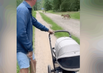 Ongelooflijk: vader met kinderwagen oog in oog met wolf in Nederlands bos