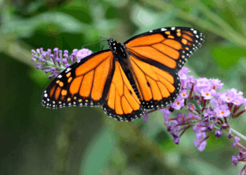 Zie jij de laatste tijd ineens vaak vlinders? Dít kan betekenen dat ze je iets willen vertellen