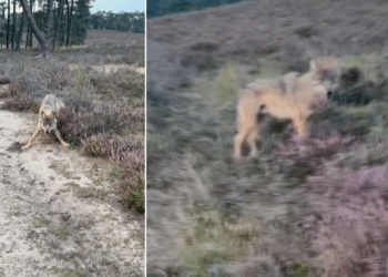 BEELDEN: Beruchte wolf valt opnieuw op en valt dit keer een wandelaar aan