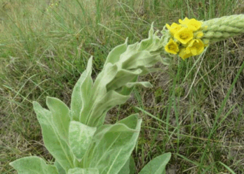 De meeste mensen lopen er zo voorbij, bijna niemand weet hoe bijzonder deze plant is