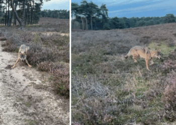 VIDEO: Beruchte wolf die honden aanviel achtervolgt dit keer een man