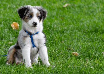 Zie jij een hond met een geel lintje? Pas op – het heeft een belangrijke reden!