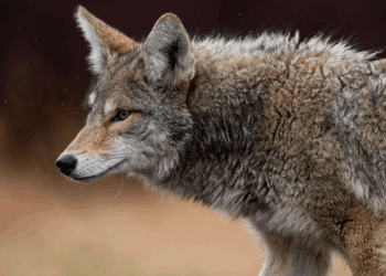 Bizarre beelden: wolf nadert wandelaars met hond tot op enkele meters