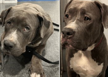 URGENT: Politie zoekt dringend eigenaar van achtergelaten hond bij tankstation