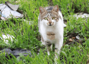 Virologen slaan alarm: dit onopvallende signaal kan wijzen op vogelgriep bij katten