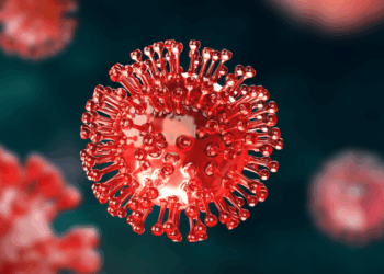 Dodelijk Nipah-virus vastgesteld in India: dit weten we over de uitbraak