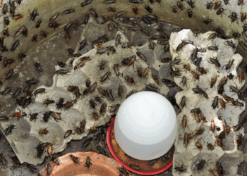 Europa’s grootste insectenkwekerij failliet ondanks meer dan 500 miljoen euro steun