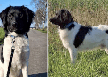 Hond Teun al een week vermist nadat hij schrok van vuuwerk: Eigenaar doet dringende oproep