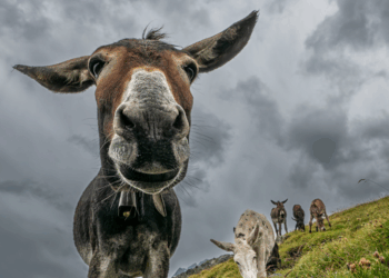 Man (47) opgepakt voor dodelijke mishandeling van ezel op kinderboerderij
