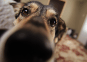 Nieuwe EU-regels voor honden en katten vanaf 2028: wat dit betekent voor eigenaren