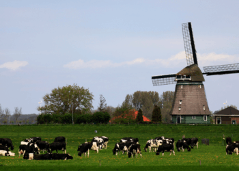 Stikstofbeleid in Nederland levert nog te weinig op: natuur blijft onder druk staan