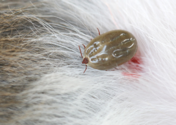 Kunnen honden en katten Lyme krijgen? Dit moeten baasjes weten