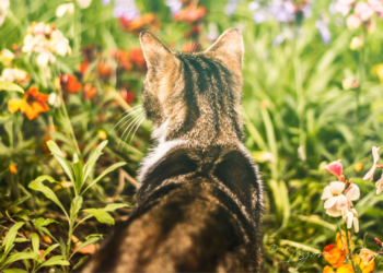 Provincie wil verwilderde katten afschieten: dit is de reden